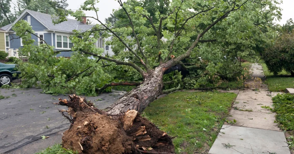 Tree-lined street in a Pennsylvania town after a severe storm, showing a large uprooted tree fallen across the road and storm damage causing power outages.