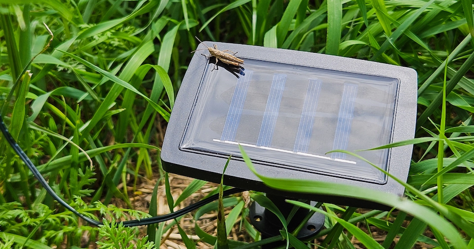 a grasshopper rests atop a solar light that has been staked in the grass